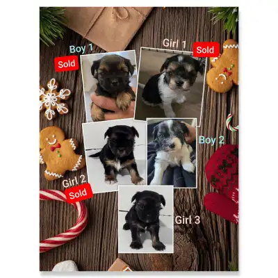 Morkie Puppies, View more