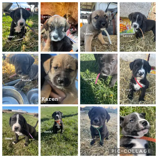 Affectionate Pitbull x Bernadoodle puppies in Dogs & Puppies for Rehoming in Edmonton - Image 2