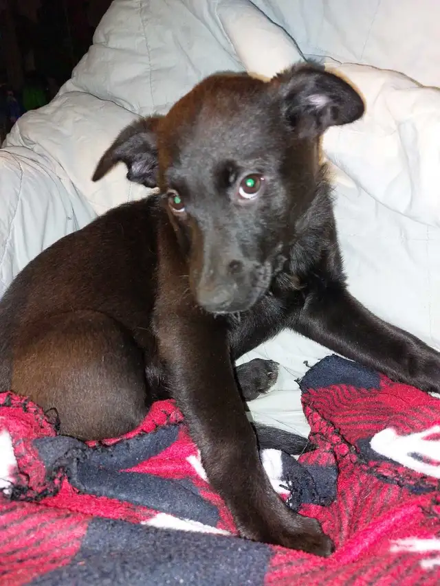 READY TO GO HOME!!! Urgently looking for forever homes! in Dogs & Puppies for Rehoming in Hamilton - Image 8