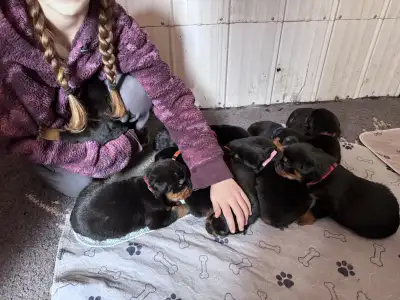 Rottweiler Puppies Registered, View more