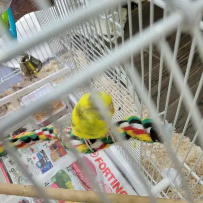 Three beautiful, healthy budgies, approximately 1 year old: two males (yellow and green) and one fem...