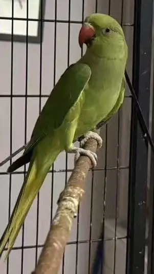 Young Indian Ringneck Pair, View more