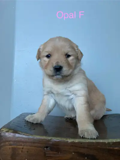 Golden retriever puppies for sale! , View more
