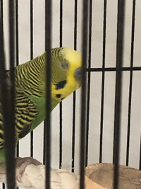 Male Budgie