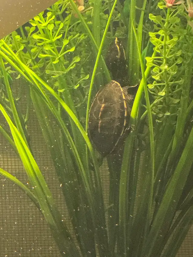 3 striped mud turtle male in Other in Mississauga / Peel Region - Image 4