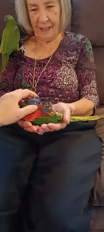 Lorikeet parrot very tame,talk,dance,sociabilize in Birds for Rehoming in Oshawa / Durham Region - Image 8