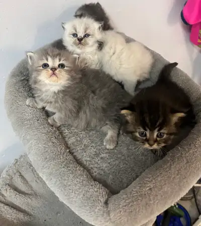 Himalayan & Persian Kittens/Chatons Himalayen-Persan, View more