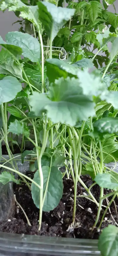 Vegetable plants, View more