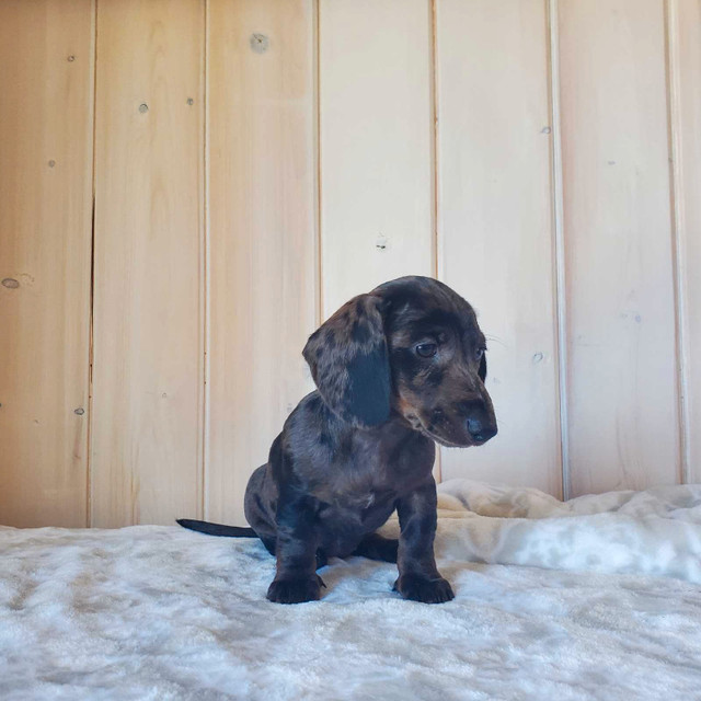 Dachshund Pups in Dogs & Puppies for Rehoming in Vernon - Image 2