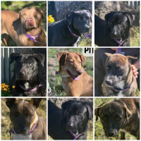 LONG TERM shelter dogs available 
