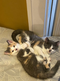 Cute Kittens for Sale!!!