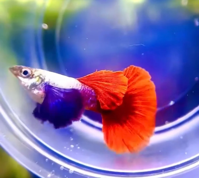 Love Guppies? Explore Our Incredible Selection! in Fish for Rehoming in Calgary - Image 11