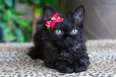 Chaton Lambkin ( Munchkin X Selkirk Rex ), View more