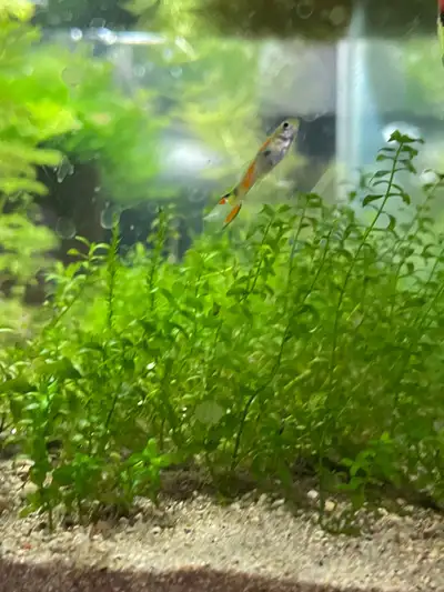 Endler Guppy Pair, View more