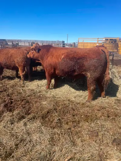 PUREBRED TWO YEAR OLD SIMMENTAL BULL, View more