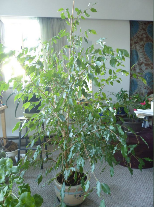 Healthy Ficus Plants from $55 - $175 in Plants, Fertilizer & Soil in Victoria