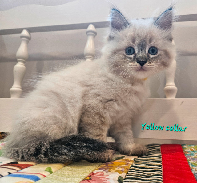 Purebred  Ragdoll kittens, very pretty !! $750 in Cats & Kittens for Rehoming in Delta/Surrey/Langley - Image 2