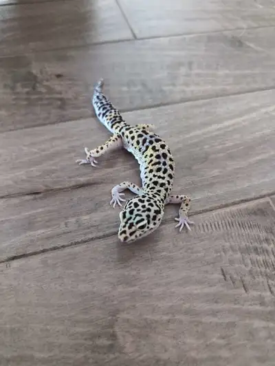Meet Banana – The Sweetest Leopard Gecko Looking for Her Next Adventure! This is Banana. She’s a bea...