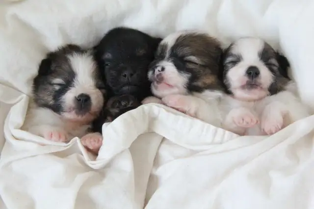 Pomeranian puppies in Dogs & Puppies for Rehoming in Winnipeg - Image 2