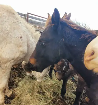 Half Friesian Appaloosa colt, View more