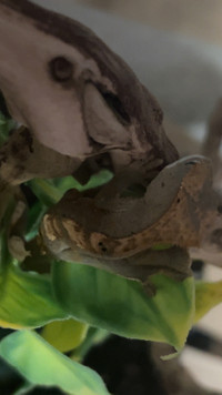 Baby crested gecko and set up
