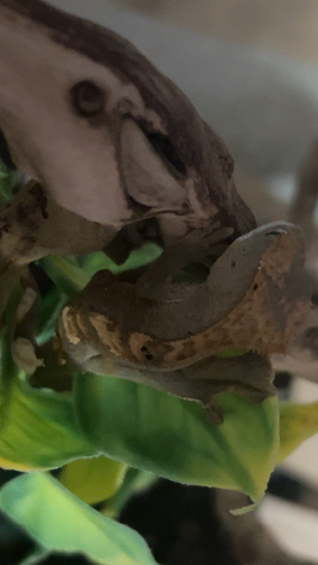 Baby crested gecko and set up in Reptiles & Amphibians for Rehoming in Edmonton