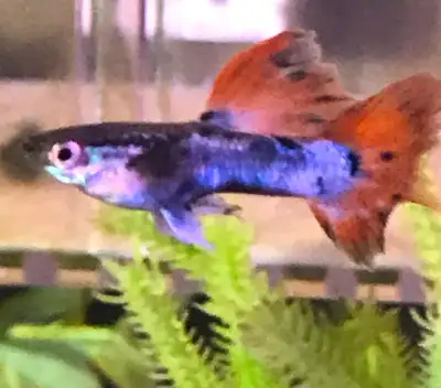 Guppies $2.35 each, View more