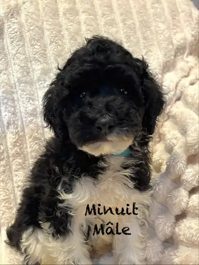 CHIOTS MINI CANICHES / POODLES - microchipped, View more