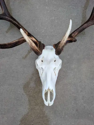 Euro Mount Cleaning, View more
