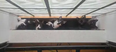 6 chaton a adopter, View more