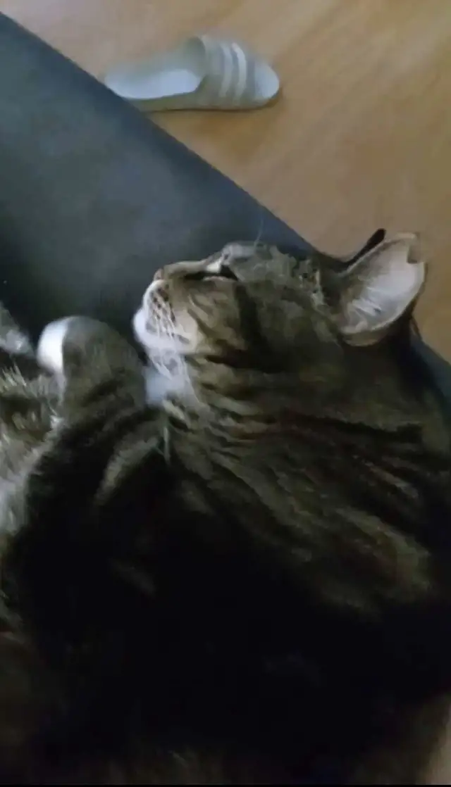 Lost  Kitty Cat64961231760643122