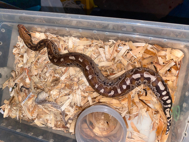 Short tailed pythons in Reptiles & Amphibians for Rehoming in Hamilton