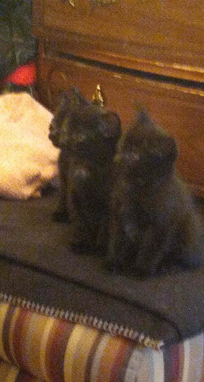Chatons à vendre, View more