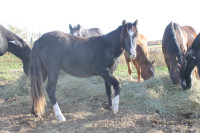 3/4 Welsh and 1/4 Arab filly - SALE PENDING