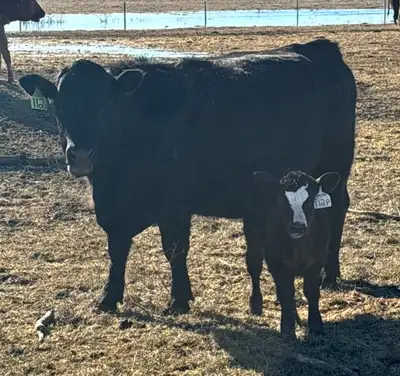 Cow Calf Pairs, View more