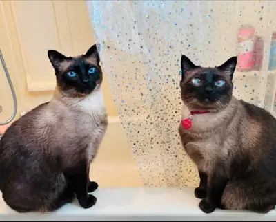 Two Siamese cats for a loving home, View more