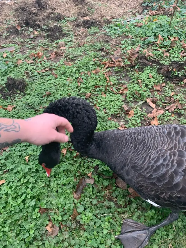 Exotic waterfowl in Livestock in Owen Sound - Image 5