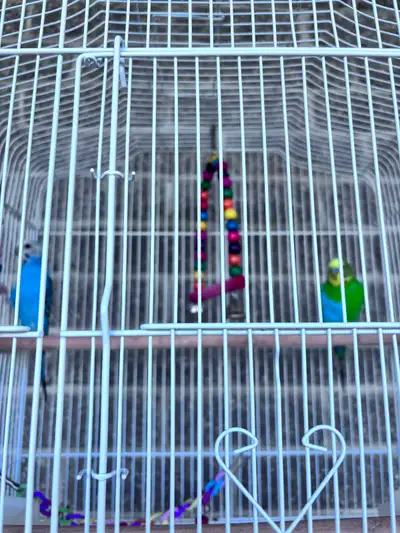 Rehoming 2 budgies with cage, View more