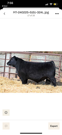 Two Year Old and Yearling Angus Bulls