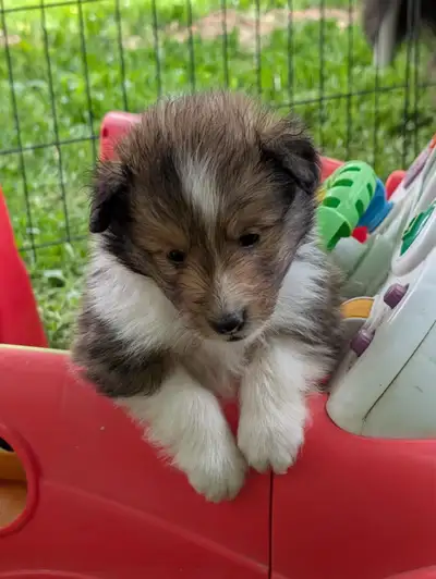So adorable well bred CKC Reg, fully tested parents sheltie puppies available. We own both parents w...