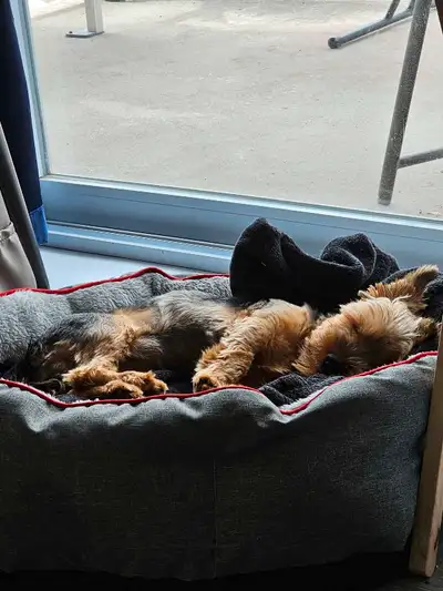 chien à vendre, View more