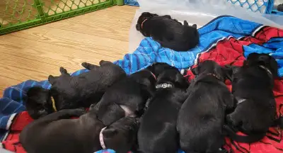 Mother Golden Retriever and Father Mastif Rottweiler