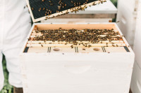 Over Wintered Honeybee Colony (Honeybees)