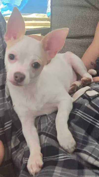 Beautiful Chihuahua Puppies, View more