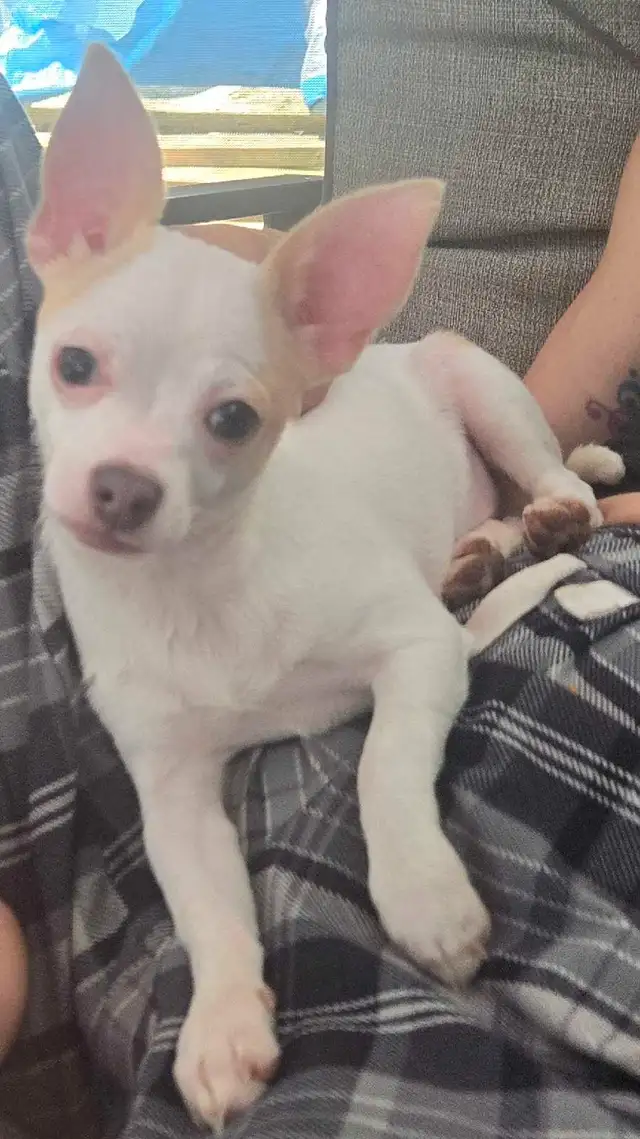 Beautiful Chihuahua Puppies in Dogs & Puppies for Rehoming in Owen Sound - Image 2
