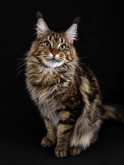 Chat Mainecoon Adult, View more