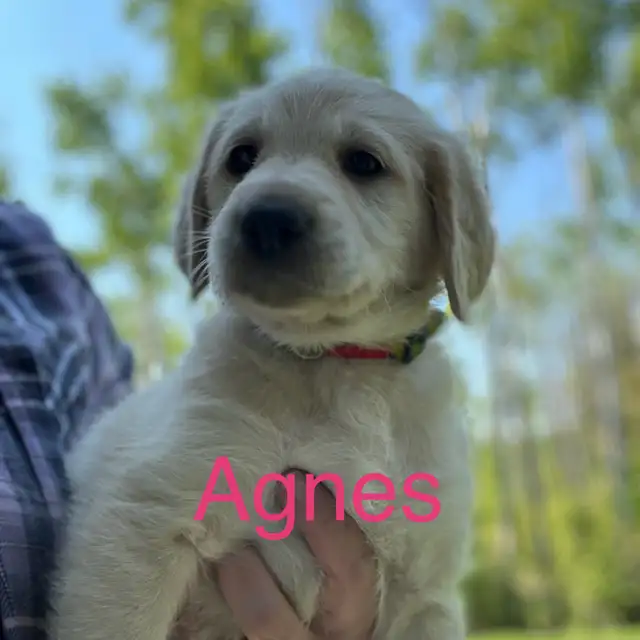 Labradoodle Puppies in Dogs & Puppies for Rehoming in Winnipeg - Image 2