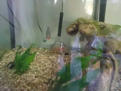 Piranha for sale, View more