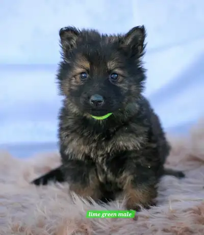 Ready to go! Long Coat German Shepherds, View more