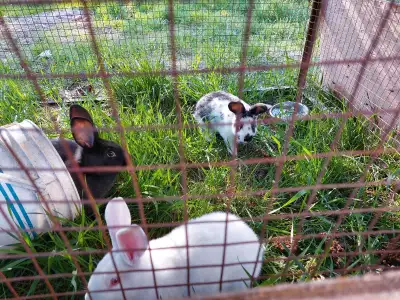 4lb/2mo old rabbits $20ea, View more